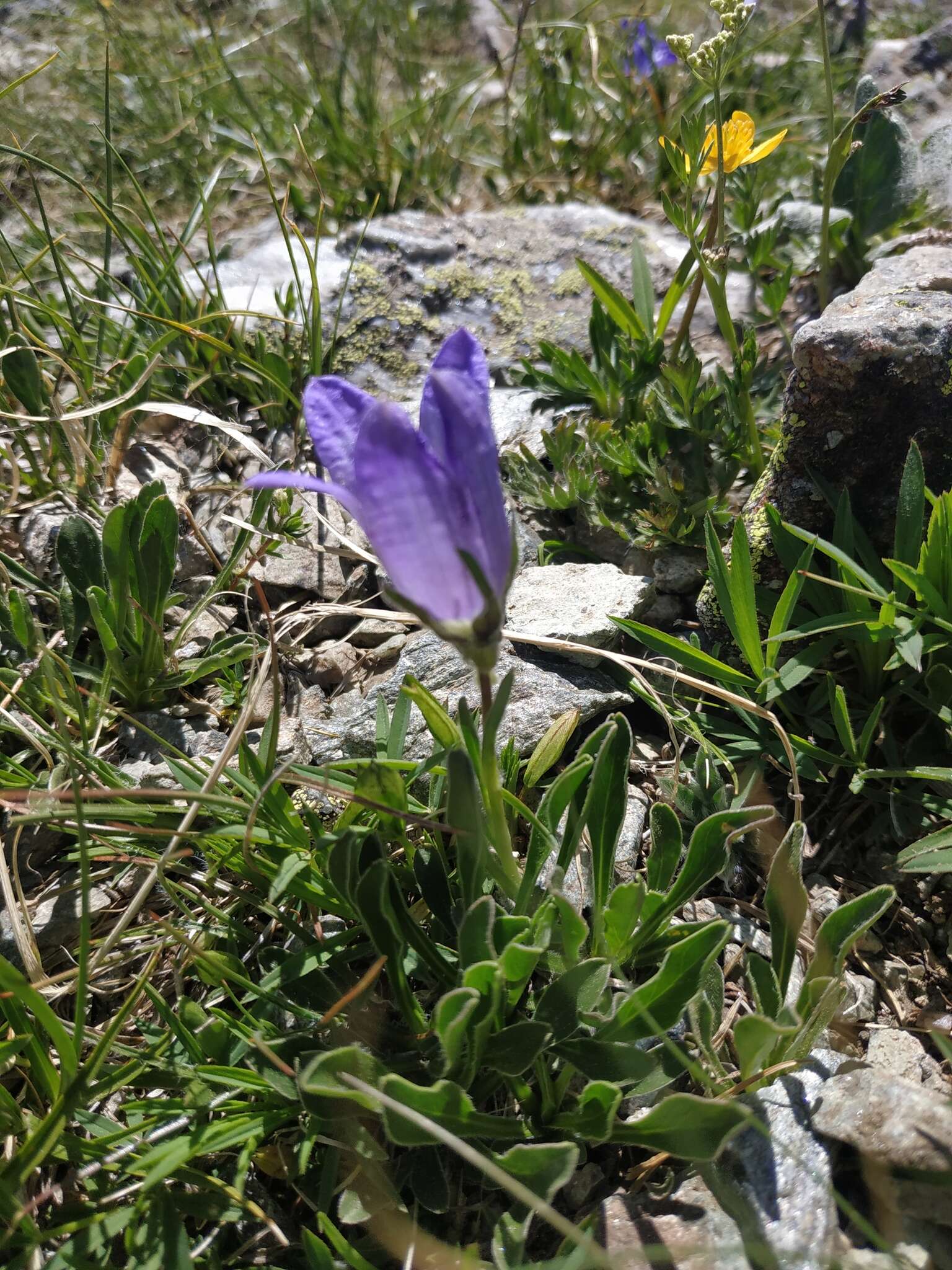 Image of Campanula tridentata Schreb.