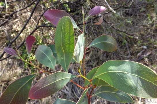 Image of Acacia bancroftiorum Maiden