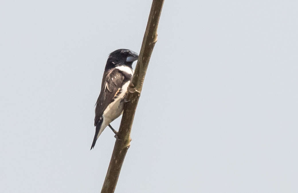 Image of Magpie Mannikin