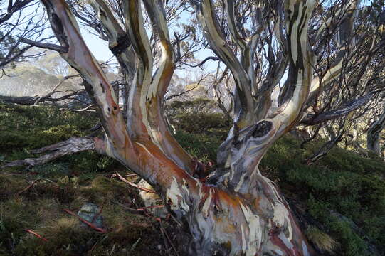 Image of Eucalyptus pauciflora subsp. niphophila (Maiden & Blakely) L. A. S. Johnson & Blaxell