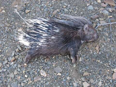 Image of Hystrix africaeaustralis africaeaustralis Peters 1852