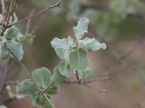 Imagem de Commiphora glaucescens Engl.