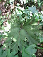 Image of Chilean gunnera