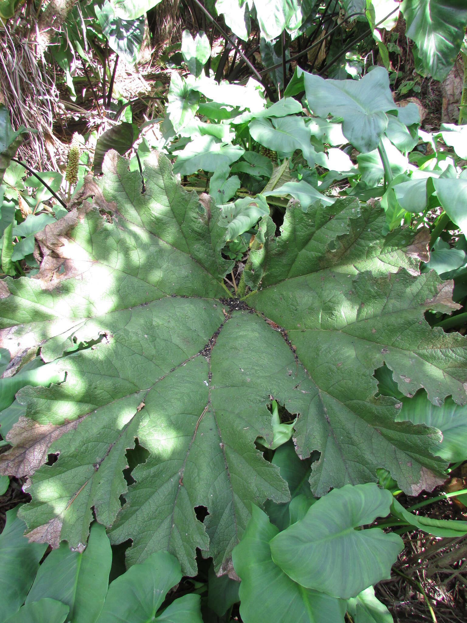 Image of Chilean gunnera