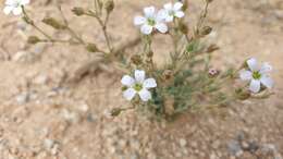 Plancia ëd Heterochroa desertorum Bunge