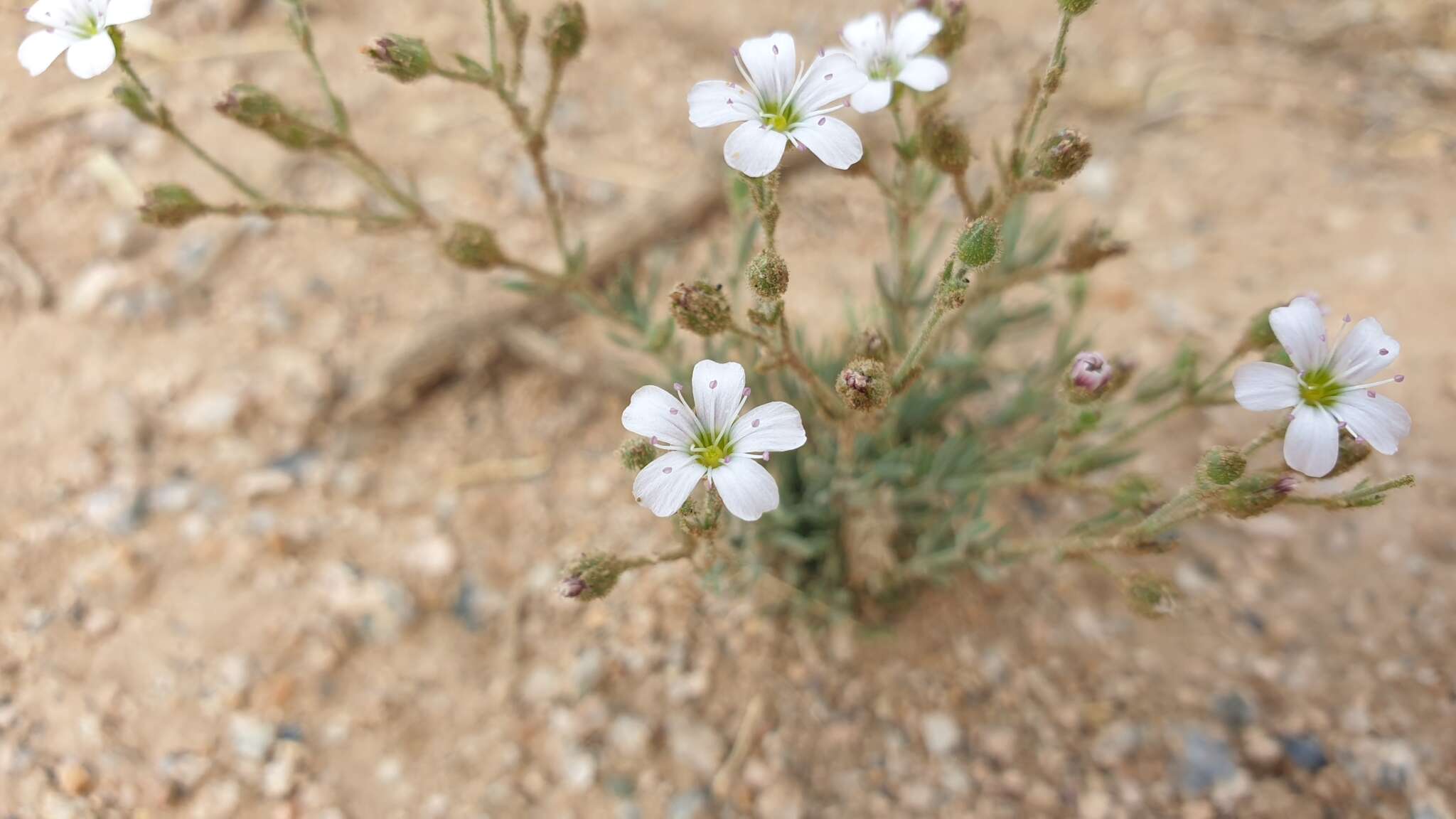 Imagem de Heterochroa desertorum Bunge