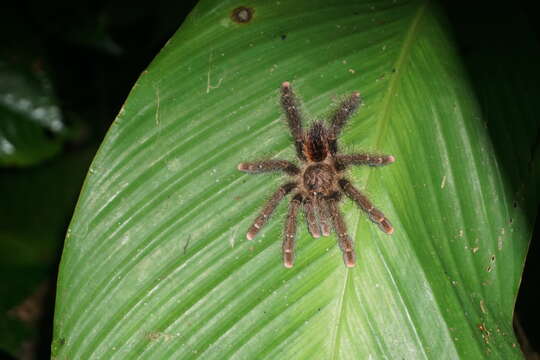 Image of Yellow Banded Pinktoe Tarantula