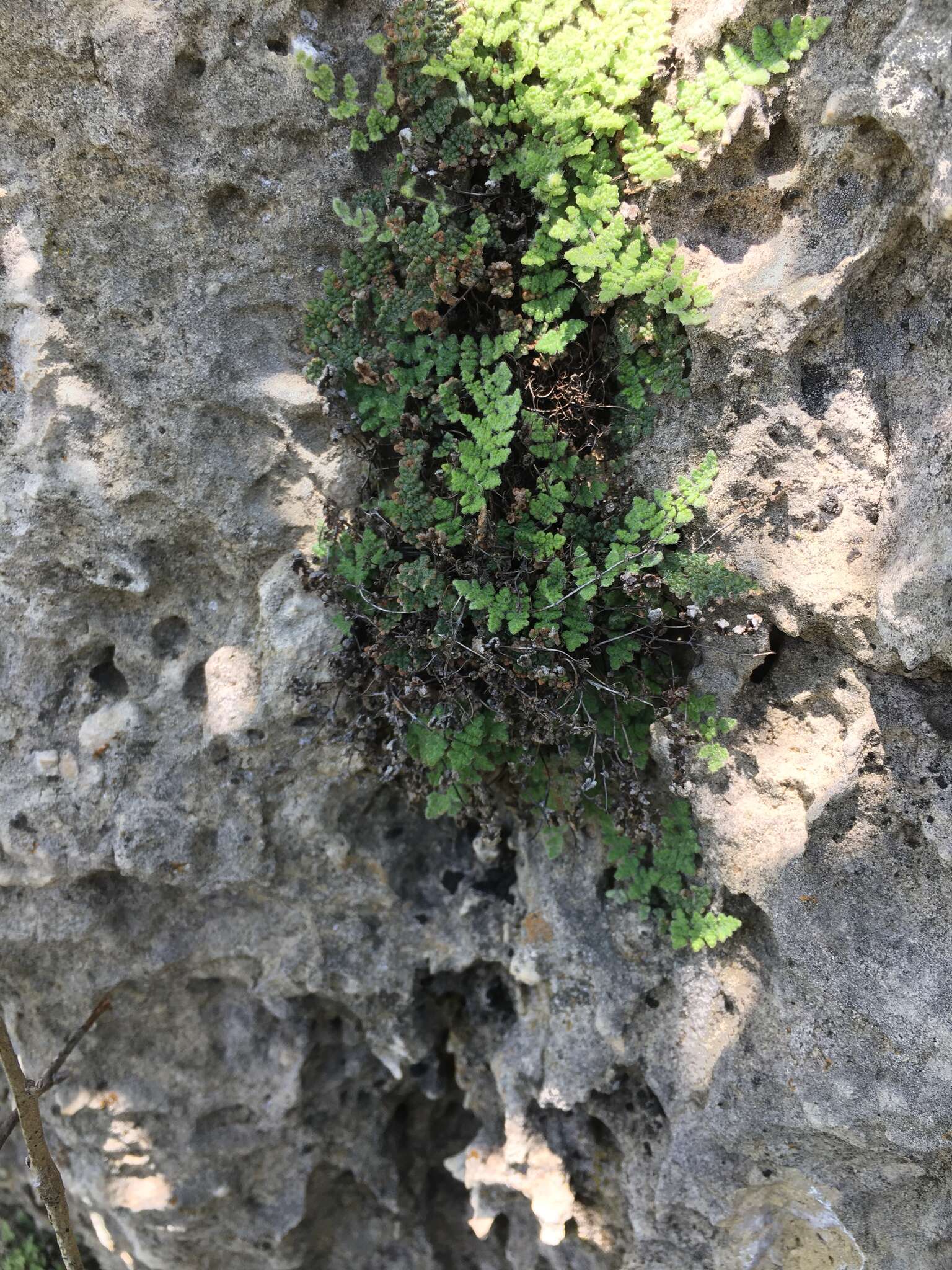 Sivun Myriopteris gracilis Fée kuva