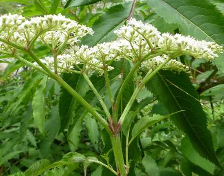 Image of Sambucus adnata Wall.