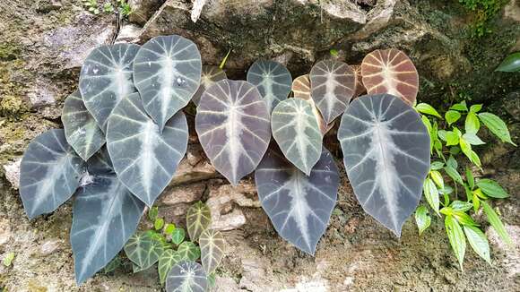 Слика од Colocasia affinis Schott