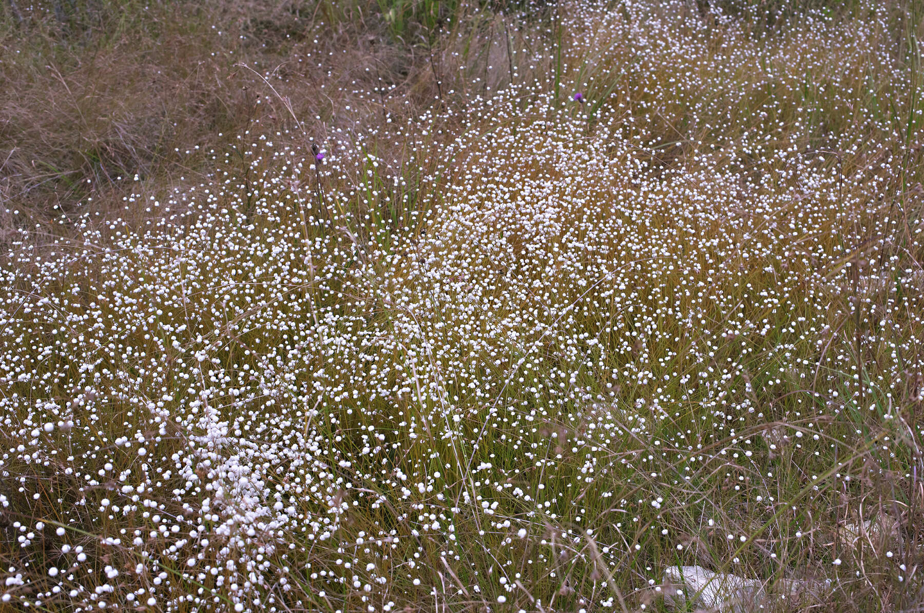 Image of Eriocaulon nudicuspe Maxim.