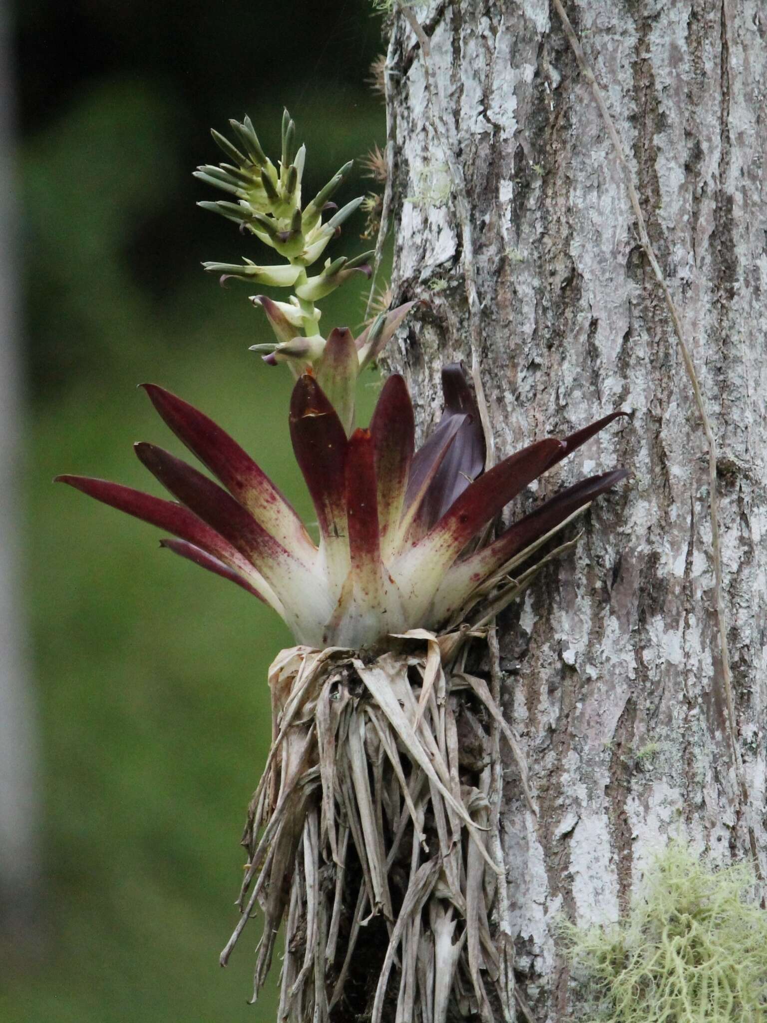 Tillandsia biflora Ruiz & Pav. resmi