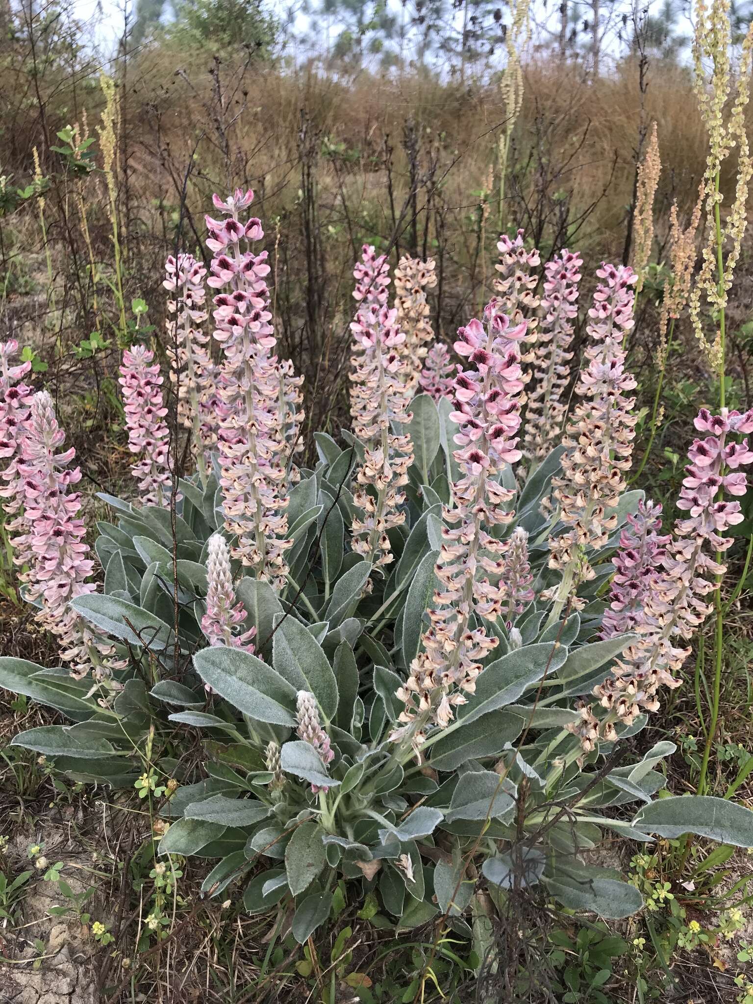 Imagem de Lupinus villosus Willd.