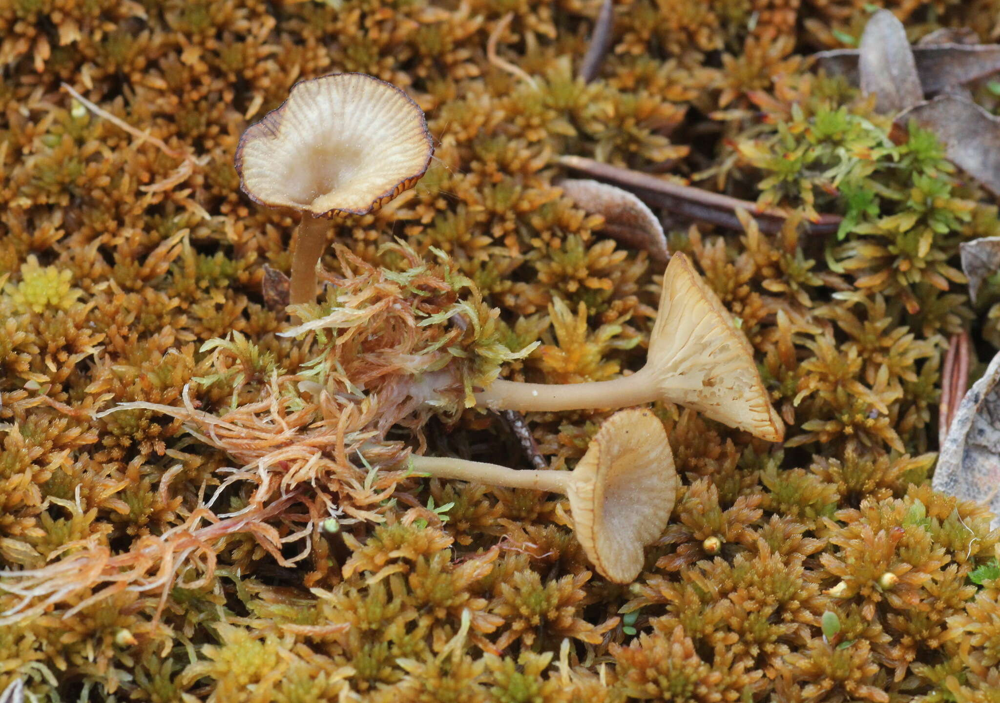 Image of Arrhenia sphagnicola (Berk.) Redhead, Lutzoni, Moncalvo & Vilgalys 2002