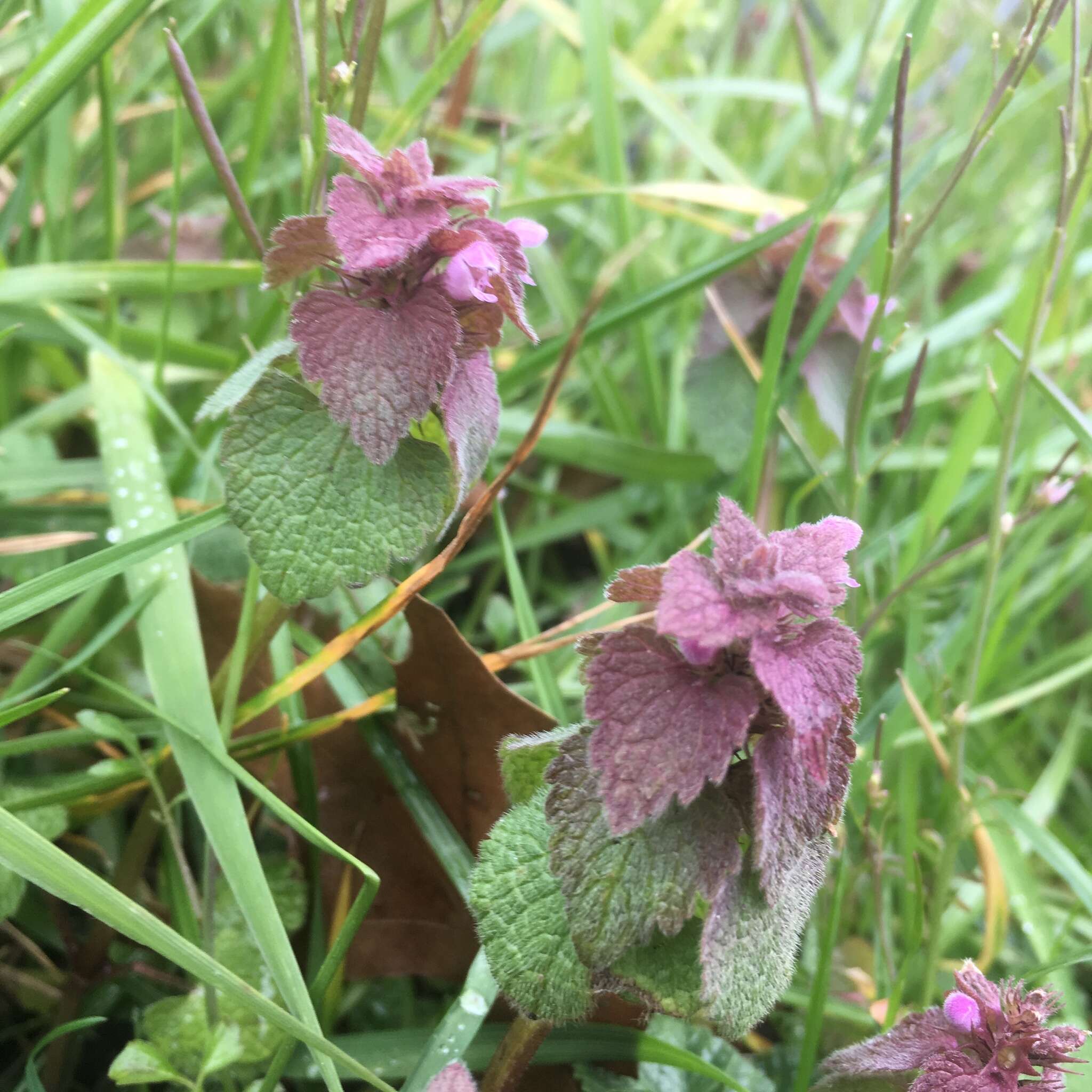 Image of purple deadnettle