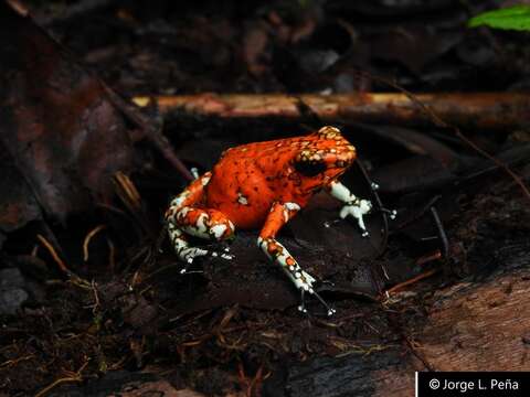 Image of Pichincha poison frog