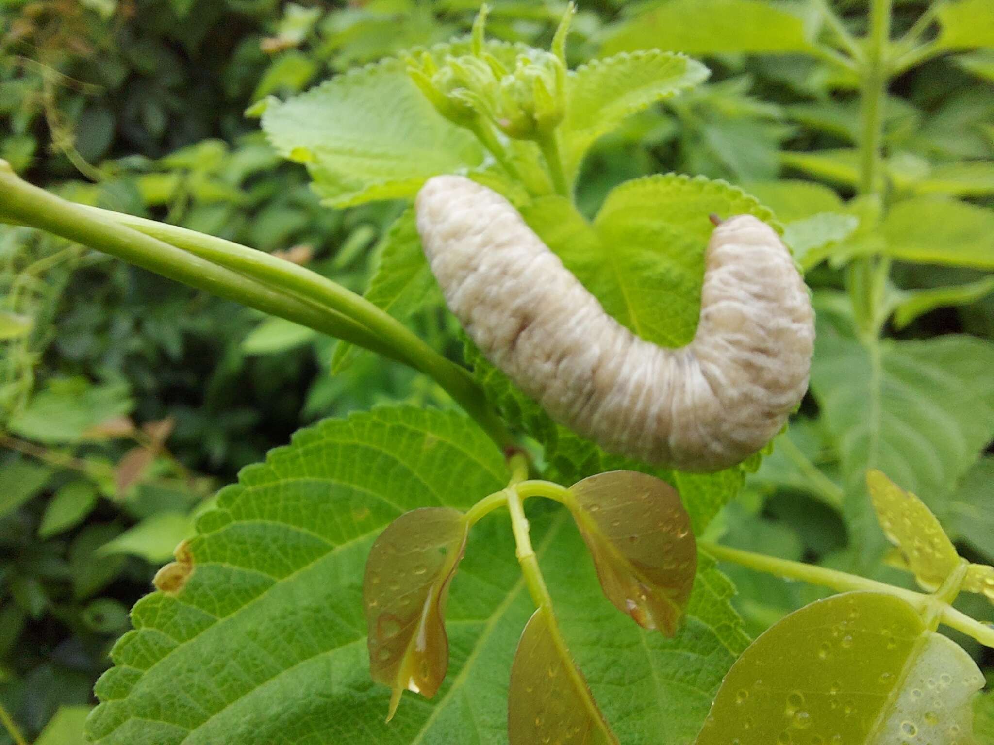 Image of Caterpillar slug