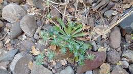 Image de Eryngium aristulatum Jepson