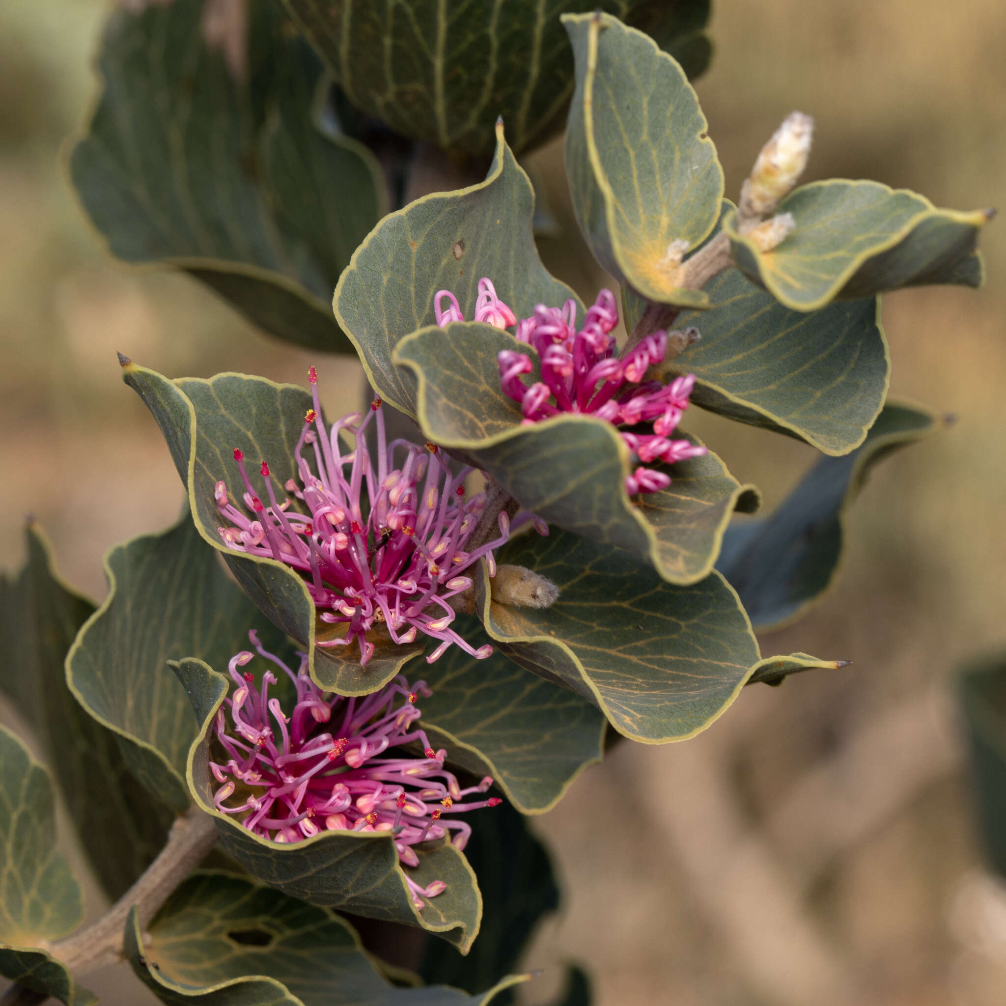 Image of Hakea cucullata R. Br.