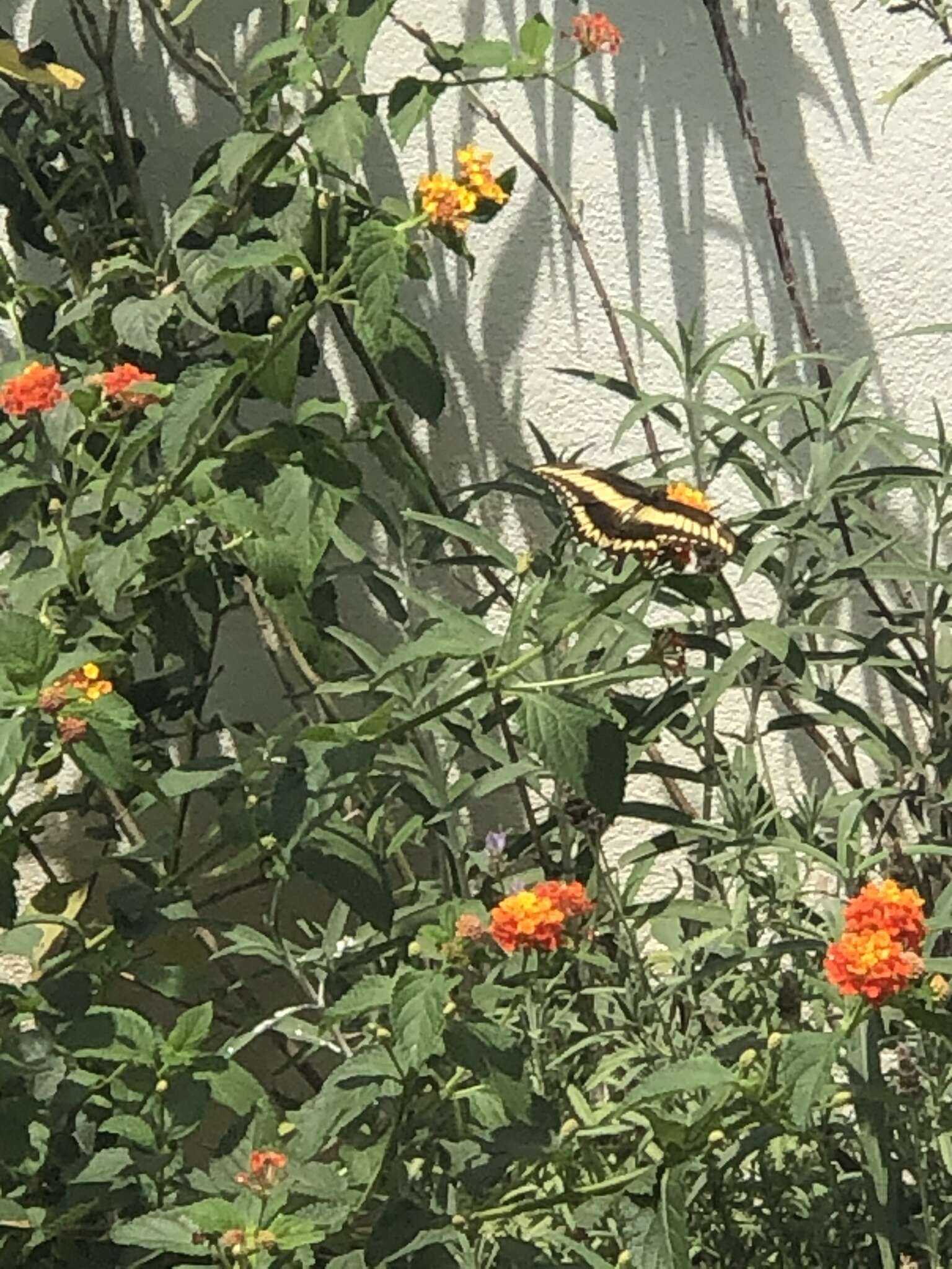 Image of Ornythion Swallowtail