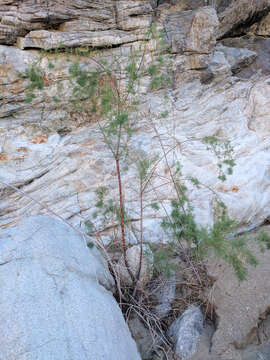 Image of saltcedar