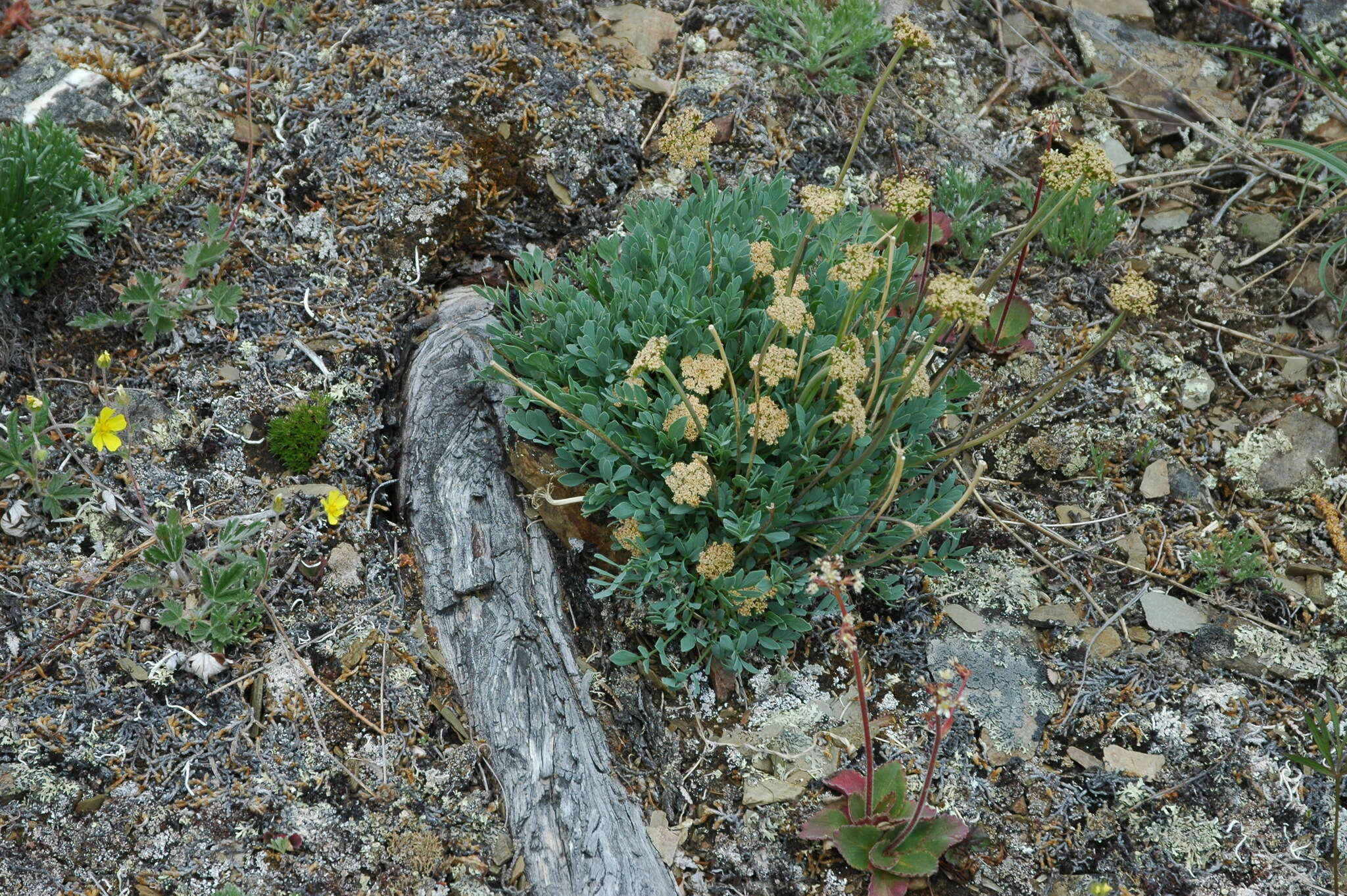 Image of Yukon podistera