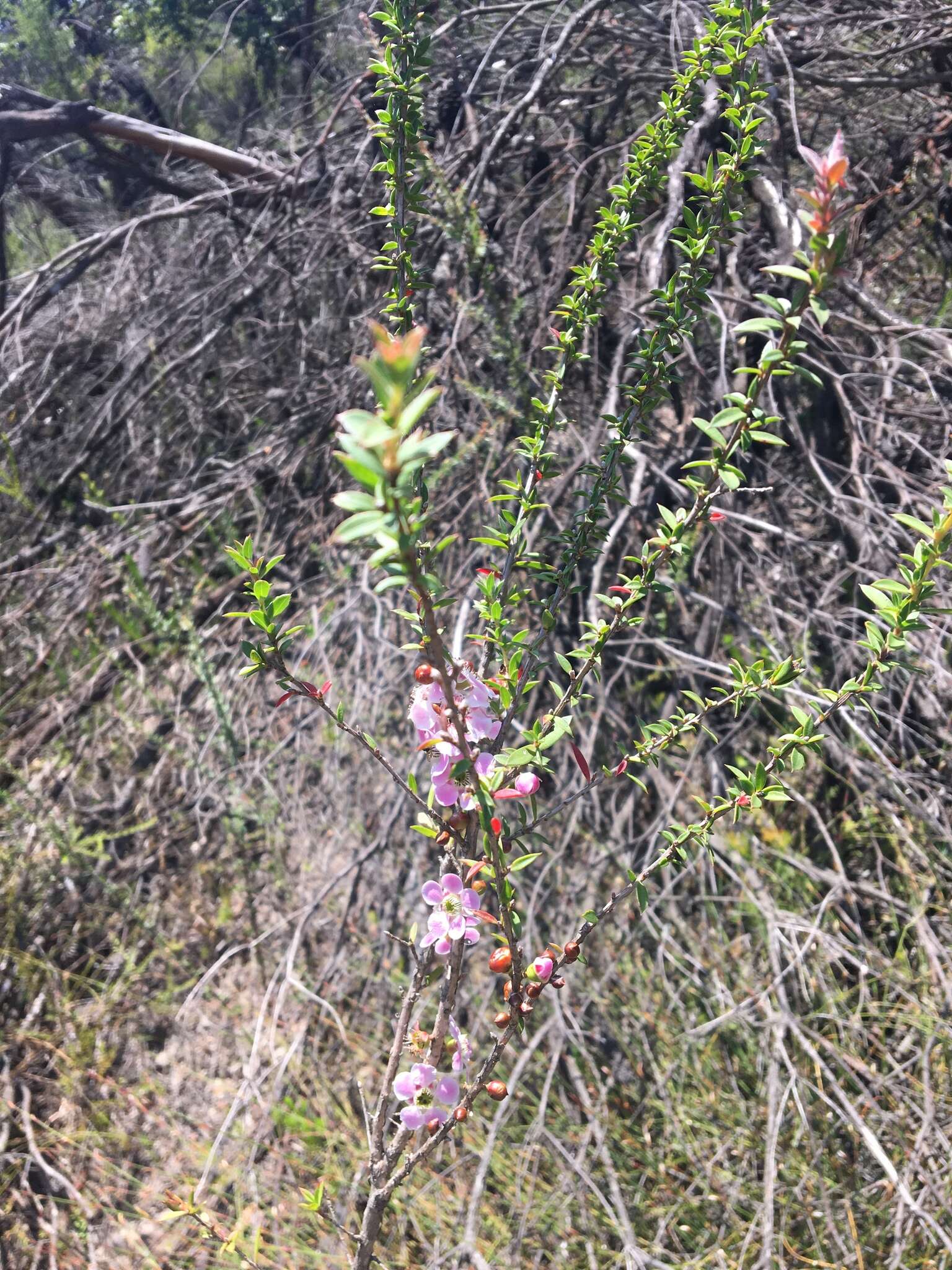 Слика од Leptospermum squarrosum Gaertn.