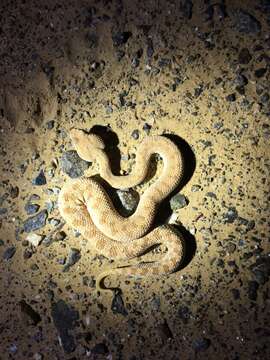 Image of Arabian Horned Viper