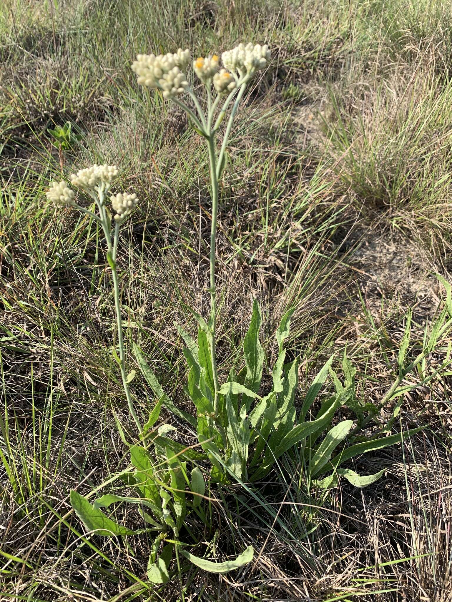 Слика од Helichrysum acutatum DC.