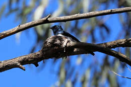 Image of Satin Flycatcher