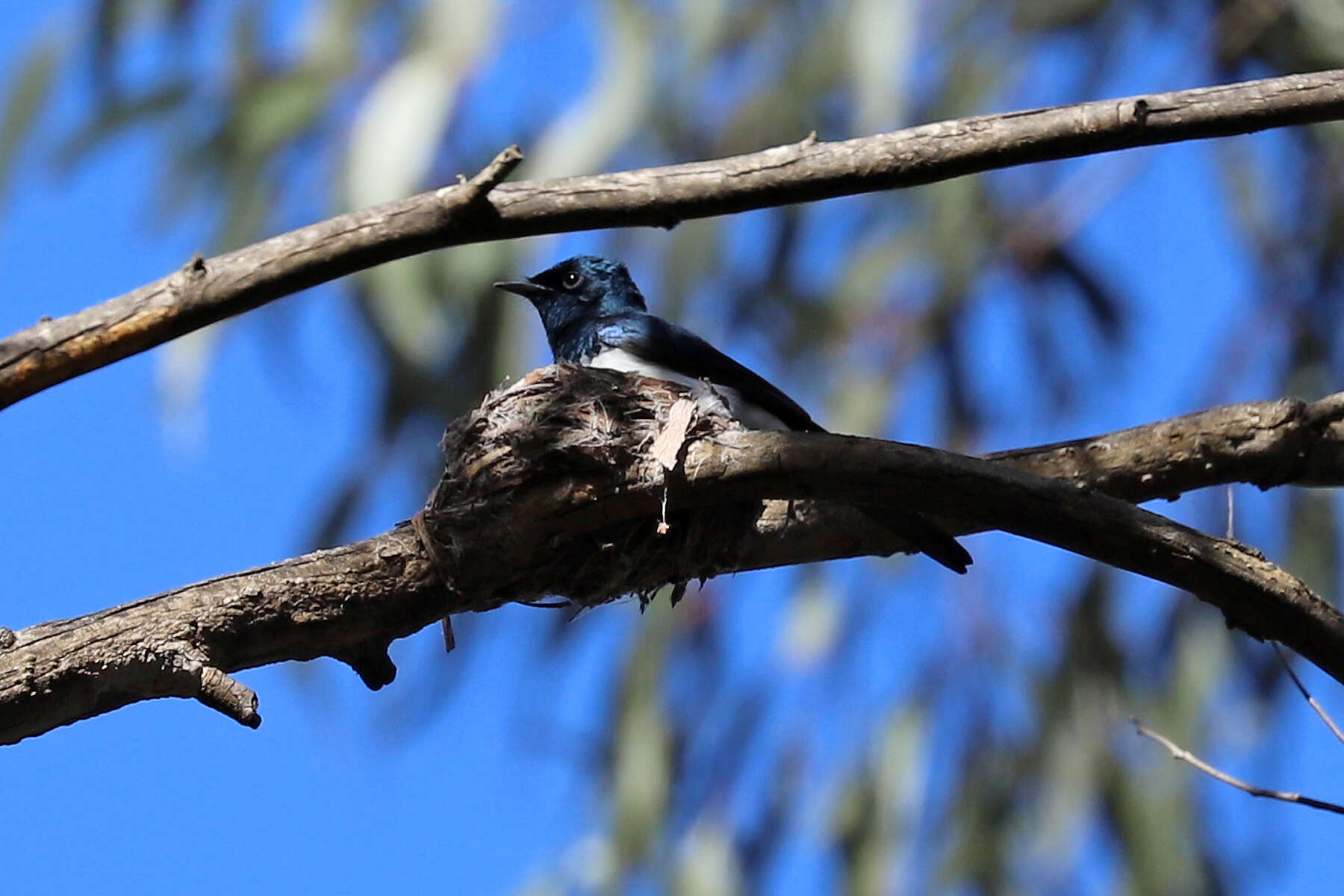 Image of Satin Flycatcher