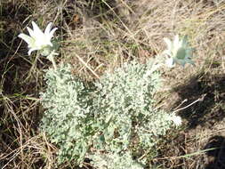 Image de Actinotus helianthi Labill.