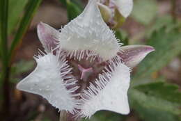 Image of elegant mariposa lily