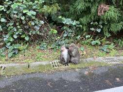 Image of Yakushima Macaque