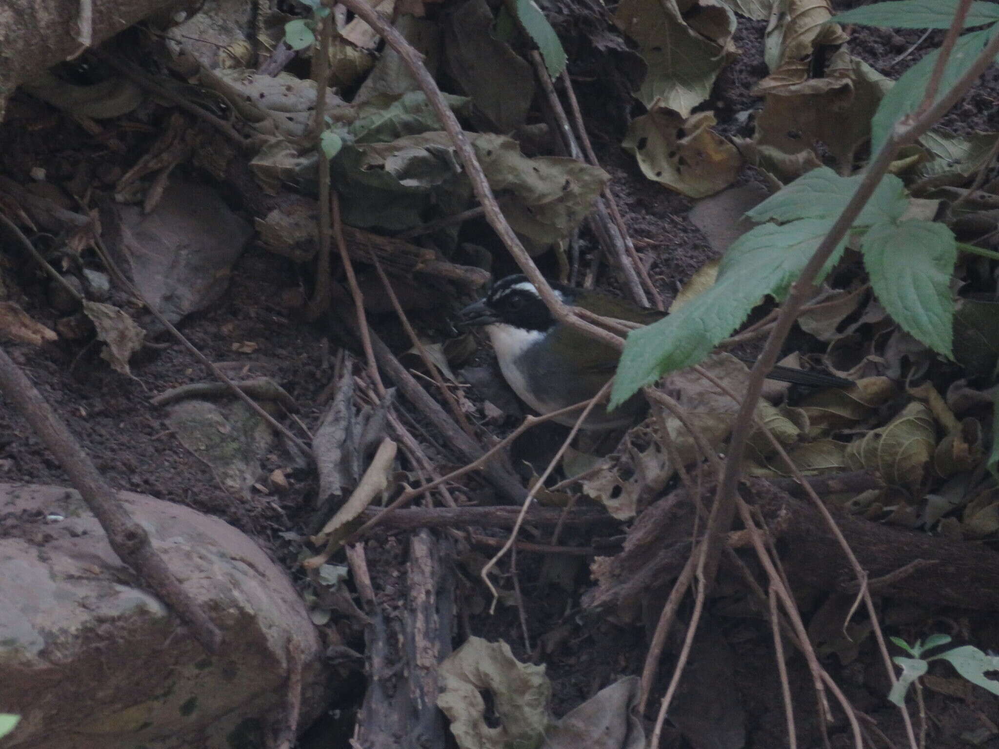 Image of Stripe-headed Brush Finch