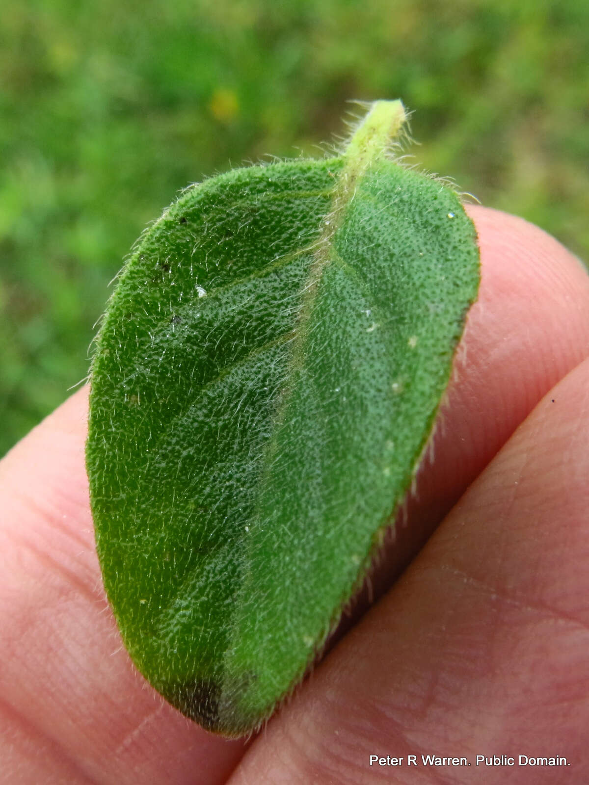 Imagem de Barleria obtusa Nees