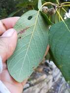 Imagem de Quercus polymorpha Schltdl. & Cham.