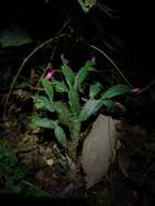 Image of Christmas Cactus