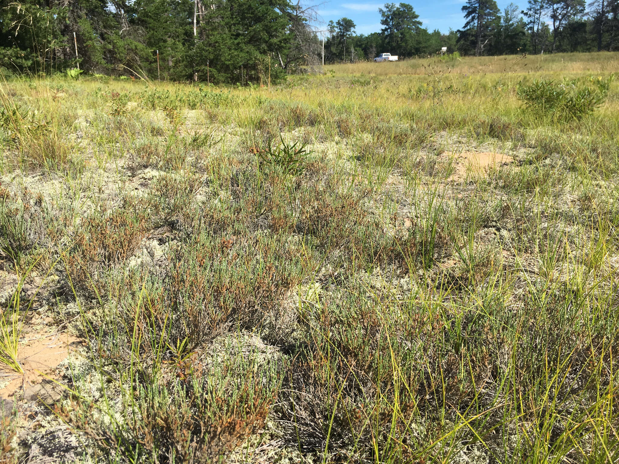 Image of woolly beachheather