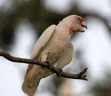 Cacatua tenuirostris (Kuhl 1820) resmi