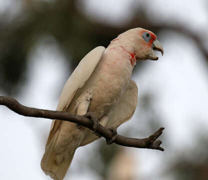 Image of Long-billed Corella