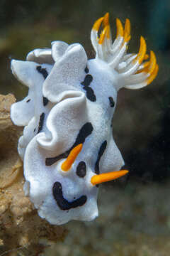 Image of Chromodoris alcalai Gosliner 2021