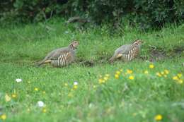 Image of Barbary Partridge