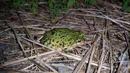 Image of Green toad