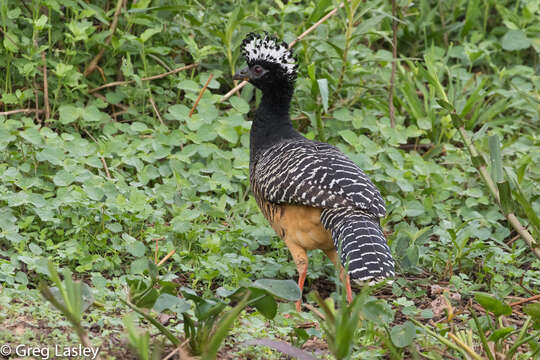 Image of Bare-faced Curassow