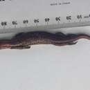 Image of Speckled Skink