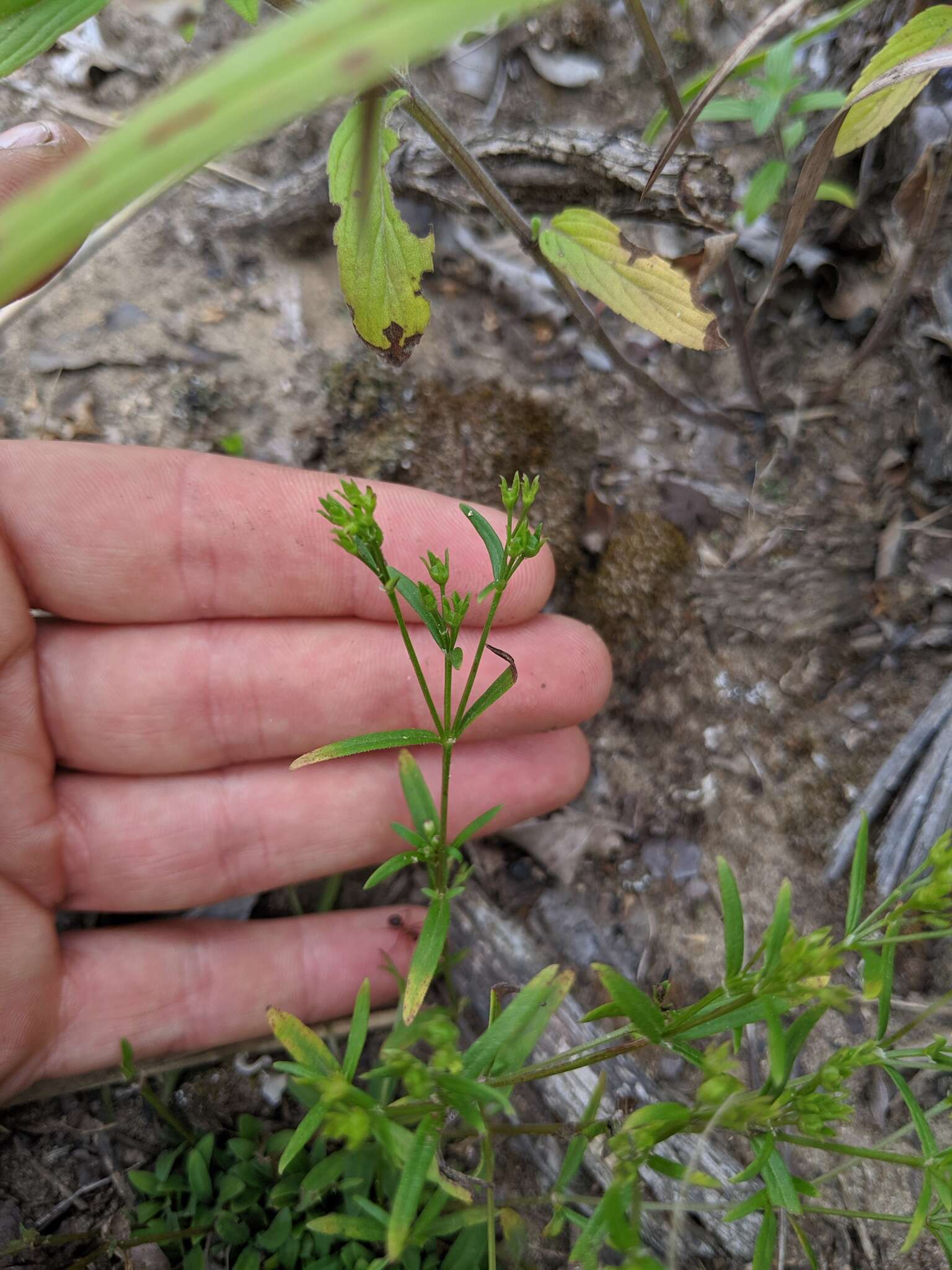 Image of Canadian summer bluet