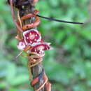 Imagem de Cuscuta grandiflora Kunth