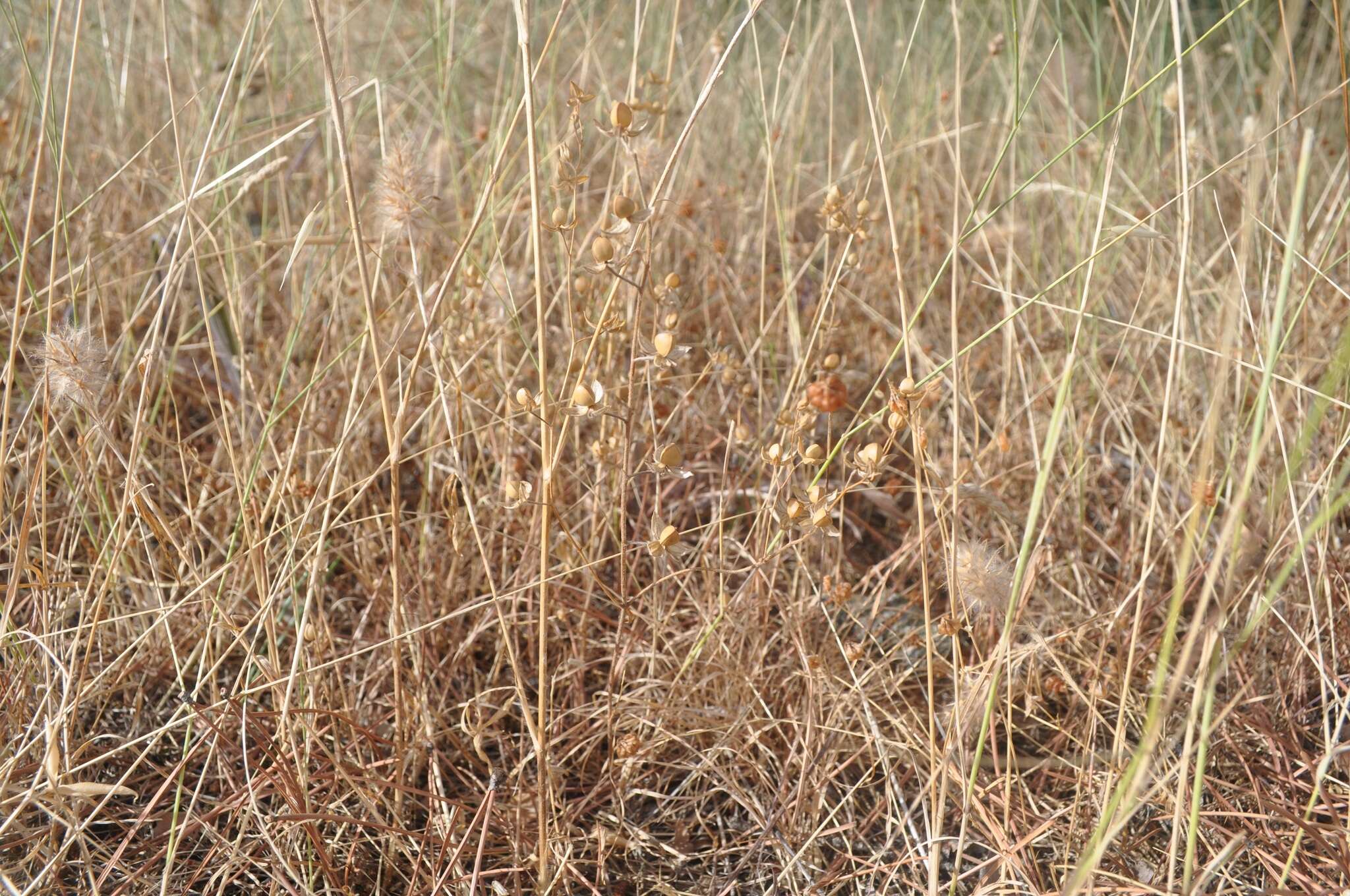 Image of willowleaf frostweed