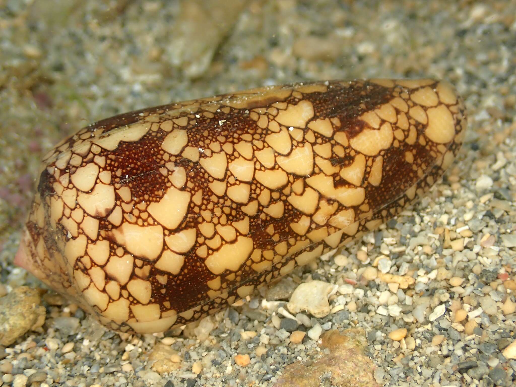 صورة Conus omaria Hwass ex Bruguière 1792